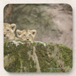Löwe CUB, das über Felsen späht Untersetzer