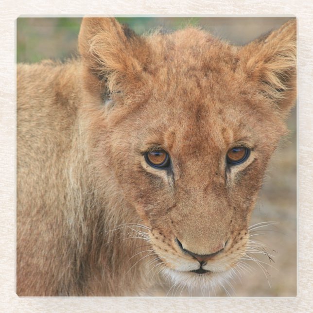 Löwe CUB Glasuntersetzer (Vorderseite)