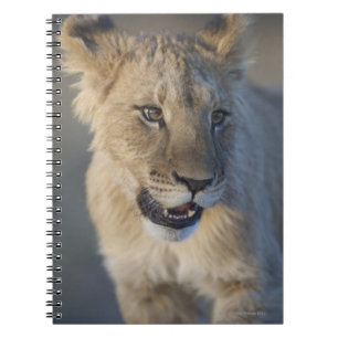 Löwe CUB (Panthera Löwe) Namibia Notizblock