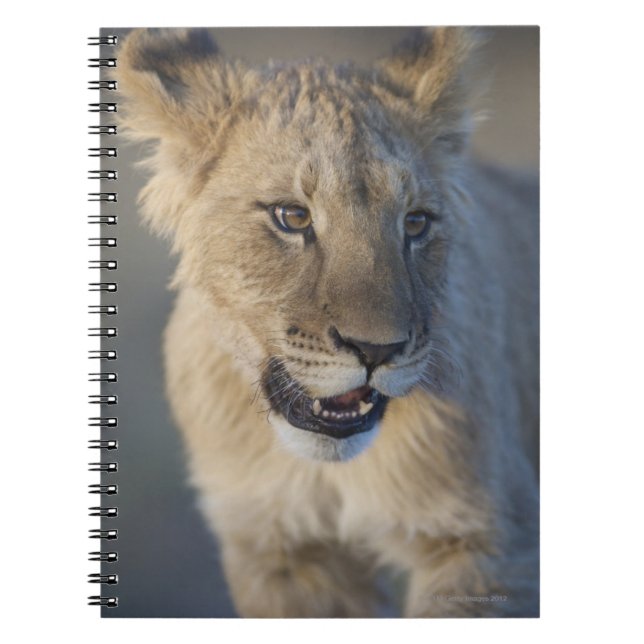 Löwe CUB (Panthera Löwe) | Namibia Notizblock (Vorderseite)