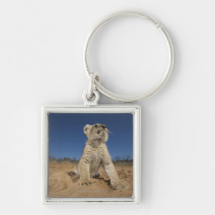 Löwe CUB (Panthera Löwe) sitzend auf Sand, Namib Schlüsselanhänger
