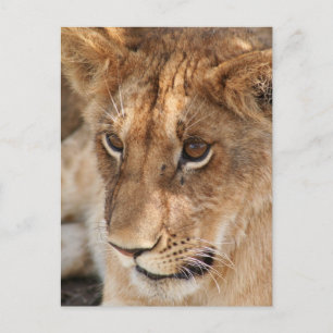 Löwe CUB Postkarte