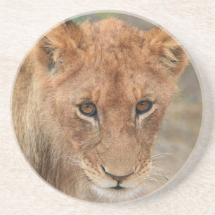 Löwe CUB Sandstein Untersetzer