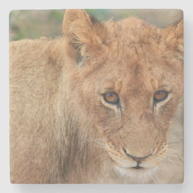 Löwe CUB Steinuntersetzer (Vorderseite)