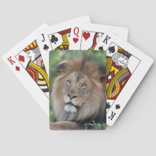 Löwe, der in einem Wald Lounging ist Spielkarten