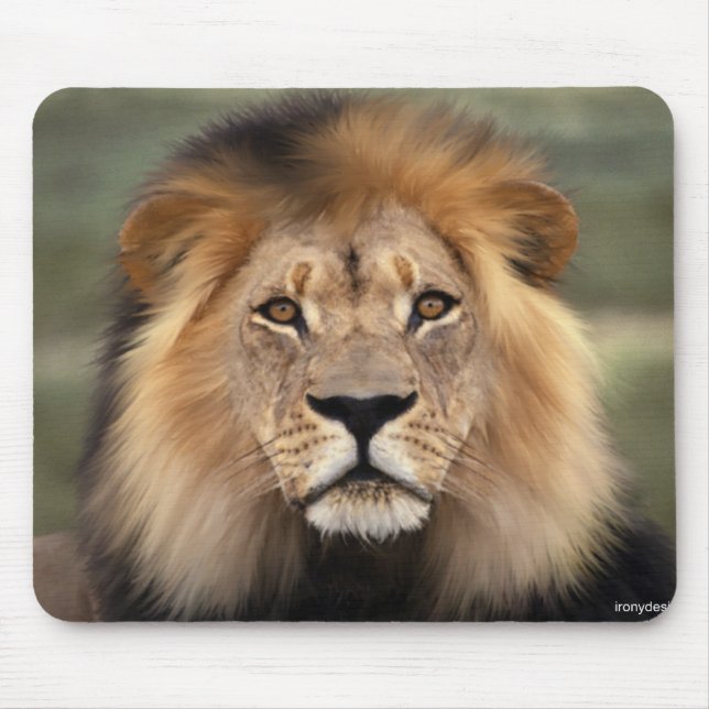 Löwe-Fotografie Mousepad (Vorne)