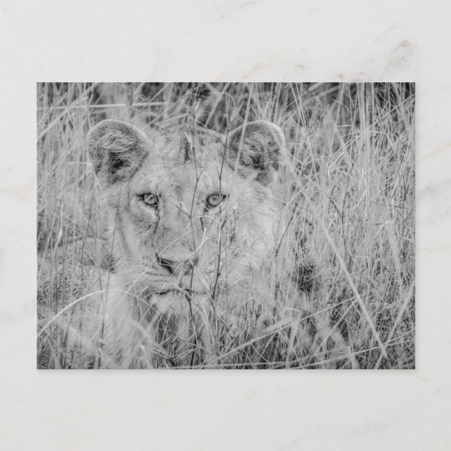 Löwe im Gras Postkarte (Vorderseite)