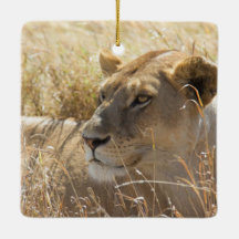 Löwe im Legen in das hohe Serengeti Gras