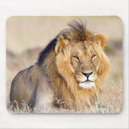 Löwe in Afrika Wildtiere Big Cat Mousepad