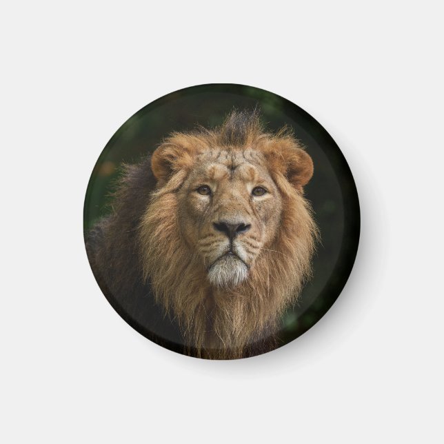 Löwe in den Schatten Magnet (Vorne)