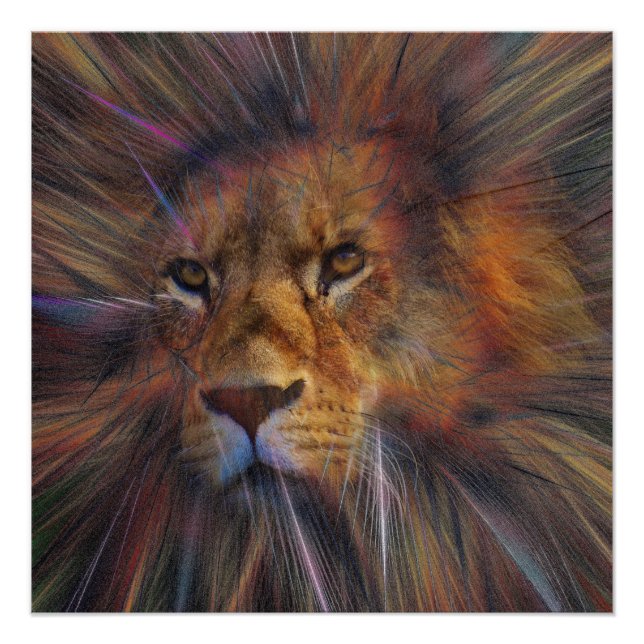 Löwe in der Galerie Glossy Poster (Vorderseite)