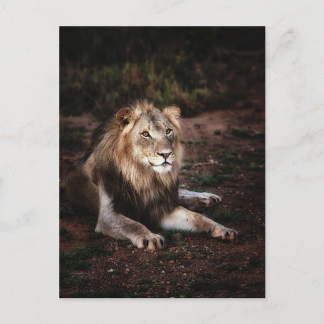 Löwe in der wilden Fotografie Postkreuzung Postkarte (Vorderseite)