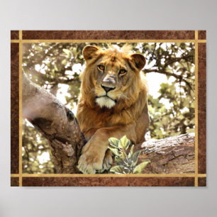 Löwe in einem Baum Foto Poster