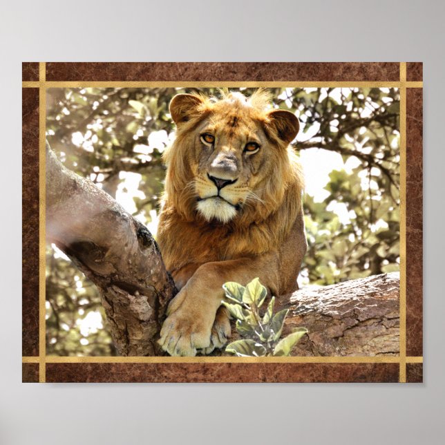 Löwe in einem Baum Foto Poster (Vorne)