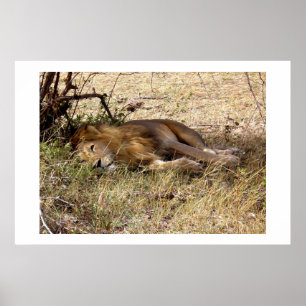 Löwe in Kenia Afrika Tier Poster