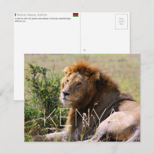 Löwe in Masai Mara, Kenia Reise-Postkarte Postkarte
