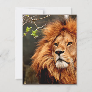 Löwe, König des Dschungels