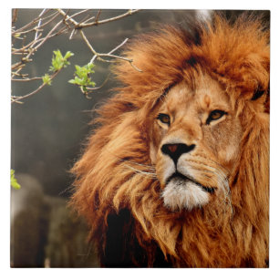 Löwe, König des Dschungels Fliese