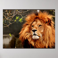 Löwe, König des Dschungels