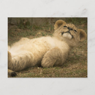 Löwe könnte niedliche komische Relax psychische Ge Postkarte