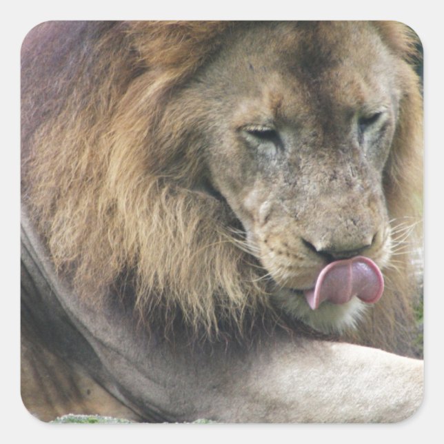 Löwe leckt sich die Köpfe! Quadratischer Aufkleber (Vorderseite)