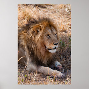 Löwe Maasai Mara nationale Reserve, Kenia Poster