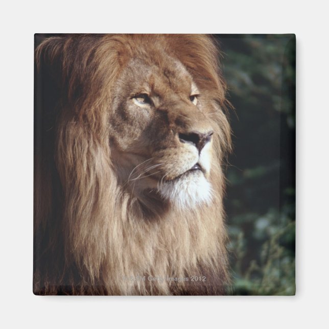 Löwe Magnet (Vorne)