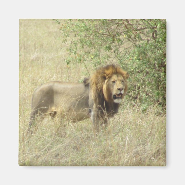 Löwe Magnet (Vorne)