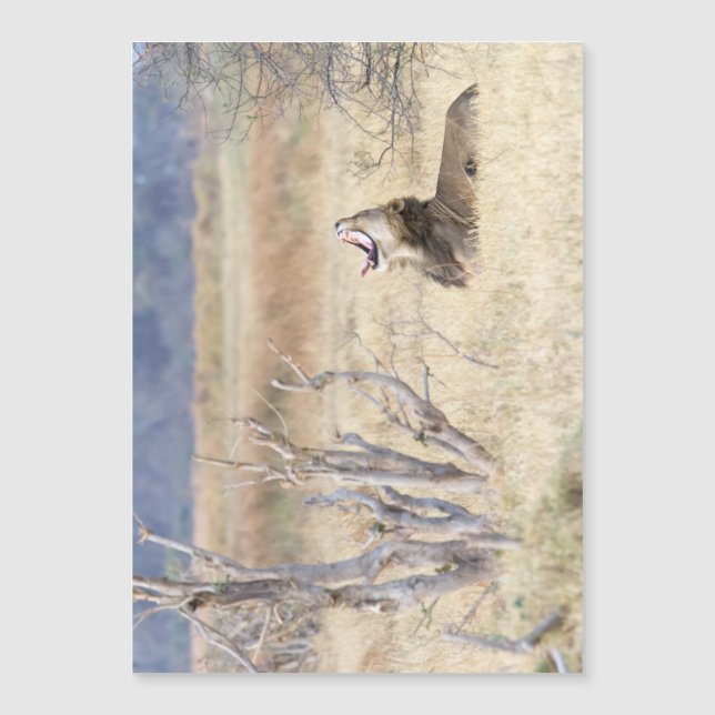 Löwe Magnetkarte (Vorderseite)