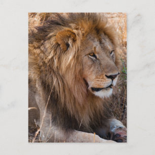 Löwe Masai-Mara-Nationalreservat, Kenia Postkarte