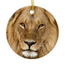 Löwe mit der großen Mähne