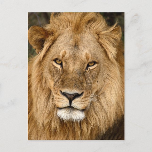 Löwe mit großer Mane Postkarte (Vorderseite)