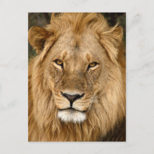 Löwe mit großer Mane Postkarte