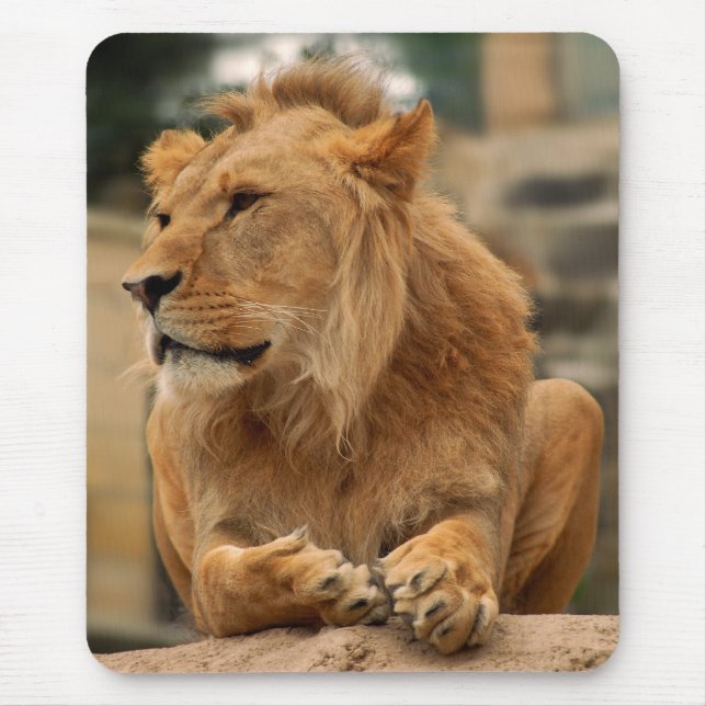 Löwe mit Punkerfrisur Mousepad (Vorne)