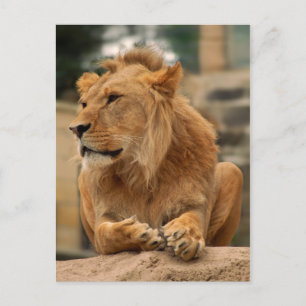 Löwe mit Punkerfrisur Postkarte