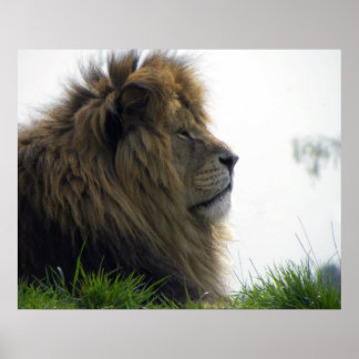 Löwe mit schönem Manposter Poster