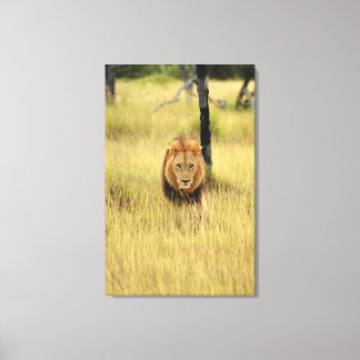 Löwe (Panthera leo), der in einem Wald spaziert, Leinwanddruck