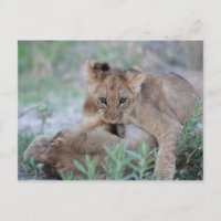 Löwe (Panthera leo), die Mütter beißen,