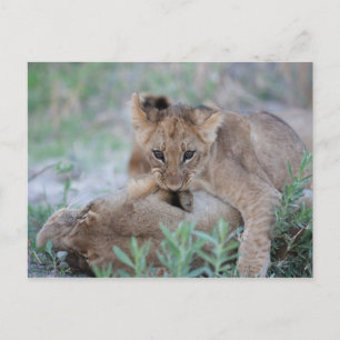 Löwe (Panthera leo), die Mütter beißen, Postkarte