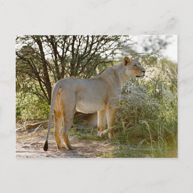 Löwe, Panthera leo, Kgalagadi Postkarte (Vorderseite)
