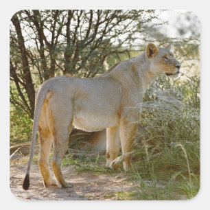 Löwe, Panthera leo, Kgalagadi Quadratischer Aufkleber
