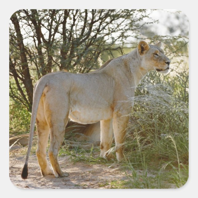 Löwe, Panthera leo, Kgalagadi Quadratischer Aufkleber (Vorderseite)