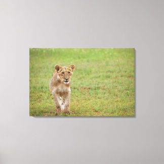 Löwe, Panthera leo, Kgalagadi Transborder Leinwanddruck
