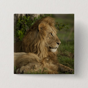 Löwe, Panthera leo, Lower Mara, Masai Mara GR, Button