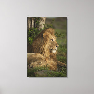 Löwe, Panthera leo, Lower Mara, Masai Mara GR, Leinwanddruck
