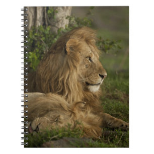Löwe, Panthera leo, Lower Mara, Masai Mara GR, Notizblock
