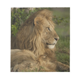 Löwe, Panthera leo, Lower Mara, Masai Mara GR, Notizblock