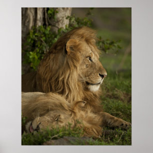 Löwe, Panthera leo, Lower Mara, Masai Mara GR, Poster