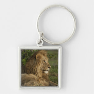 Löwe, Panthera leo, Lower Mara, Masai Mara GR, Schlüsselanhänger