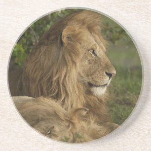 Löwe, Panthera leo, Lower Mara, Masai Mara GR, Untersetzer